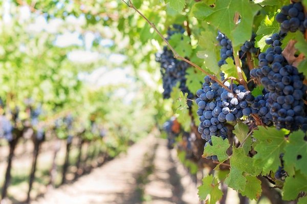 La viticulture et les secrets de la culture de la vigne