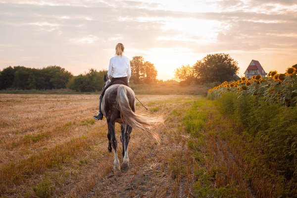 Astuces pour sélectionner un appareil à gaufres en forme d'animaux pour des petits-déjeuners amusants